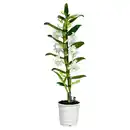 Bild 1 von GARDENLINE Dendrobie