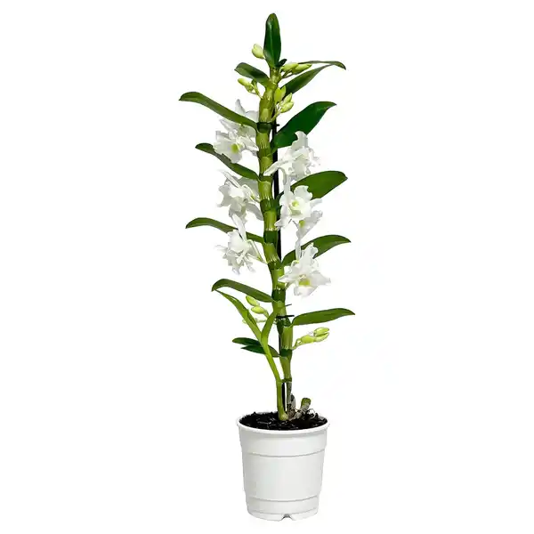 Bild 1 von GARDENLINE Dendrobie