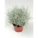 Bild 2 von Stacheldrahtpflanze, Calocephalus brownii, max. Wuchshöhe: 20 cm, Blüte: gelb