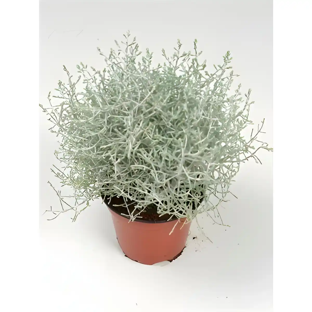 Bild 2 von Stacheldrahtpflanze, Calocephalus brownii, max. Wuchshöhe: 20 cm, Blüte: gelb