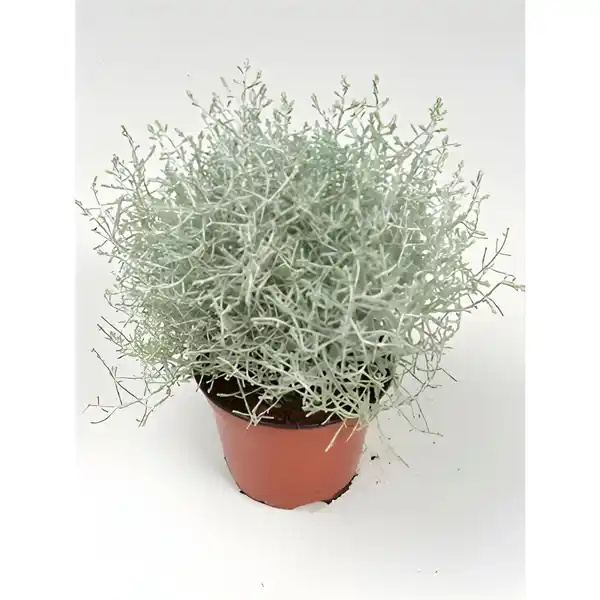 Bild 2 von Stacheldrahtpflanze, Calocephalus brownii, max. Wuchshöhe: 20 cm, Blüte: gelb