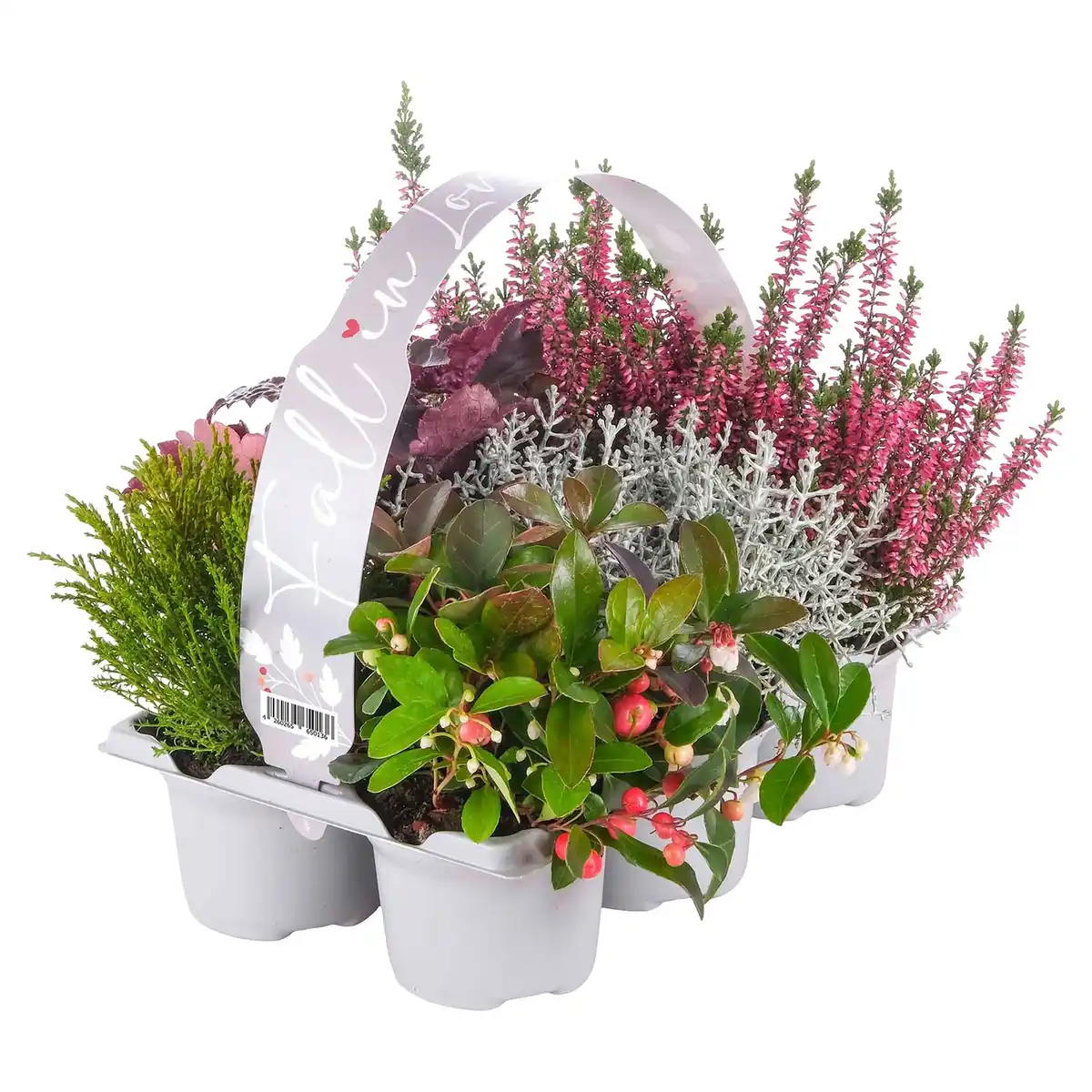 Bild 1 von GARDENLINE Herbstpflanze 6er-Tray