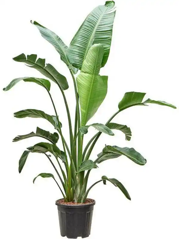 Bild 2 von Strelitzie