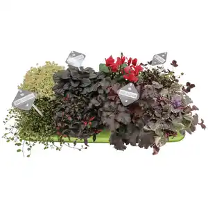Gartenkrone Mischung Beet & Balkon, Herbstpflanzen rotlaubig, max. Wuchshöhe: 30 cm, Blüte: rot