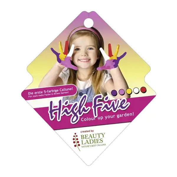 Bild 2 von Besenheide, Calluna vulgaris »High Five«, max. Wuchshöhe: 50 cm, Blüte: mehrfarbig