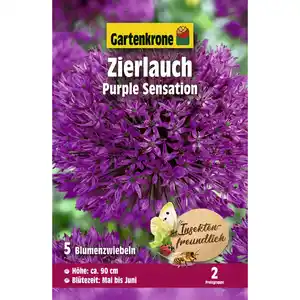 Gartenkrone Zierlauch, 5 Blumenzwiebeln, rosaviolett