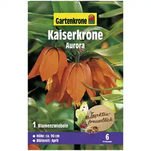 Gartenkrone Kaiserkrone, 1 Blumenzwiebel, orange