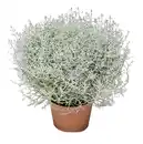 Bild 1 von Stacheldrahtpflanze