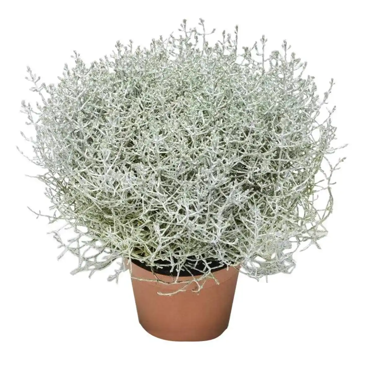 Bild 1 von Stacheldrahtpflanze