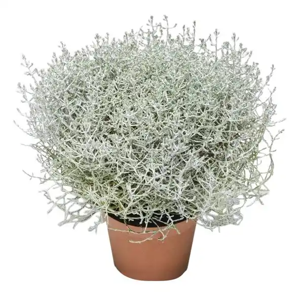 Bild 1 von Stacheldrahtpflanze