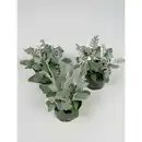 Bild 2 von Silberblatt, Senecio cineraria