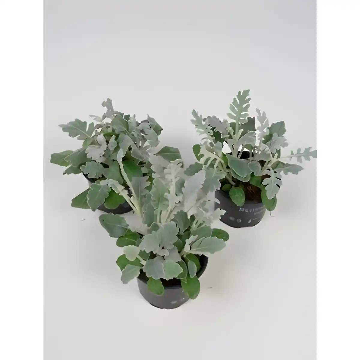 Bild 2 von Silberblatt, Senecio cineraria