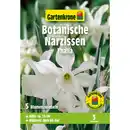 Bild 1 von Gartenkrone Narzisse »Thalia«, 5 Stück, weiß