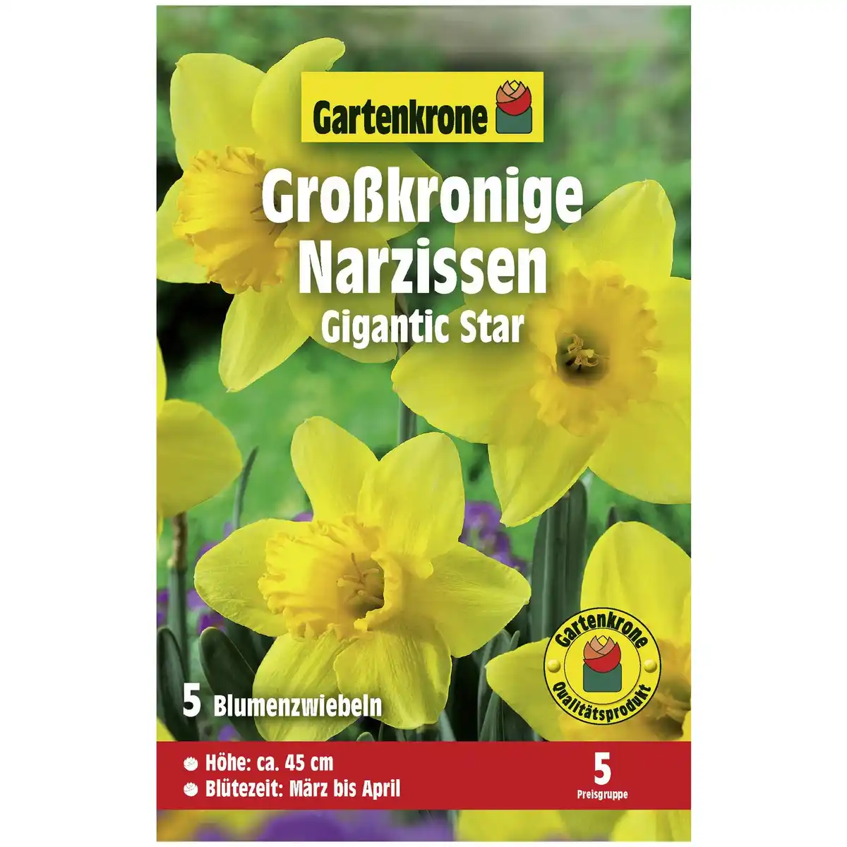 Bild 1 von Gartenkrone Narzisse »Narzisse Gigantic Star«, 5 Blumenzwiebeln, gelb