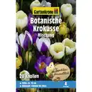 Bild 1 von Gartenkrone Krokusse, 20 Blumenzwiebeln, weiß/gelb/violett