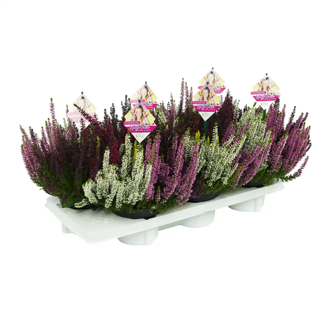 Bild 4 von Besenheide, Calluna vulgaris »High Five«, max. Wuchshöhe: 50 cm, Blüte: mehrfarbig