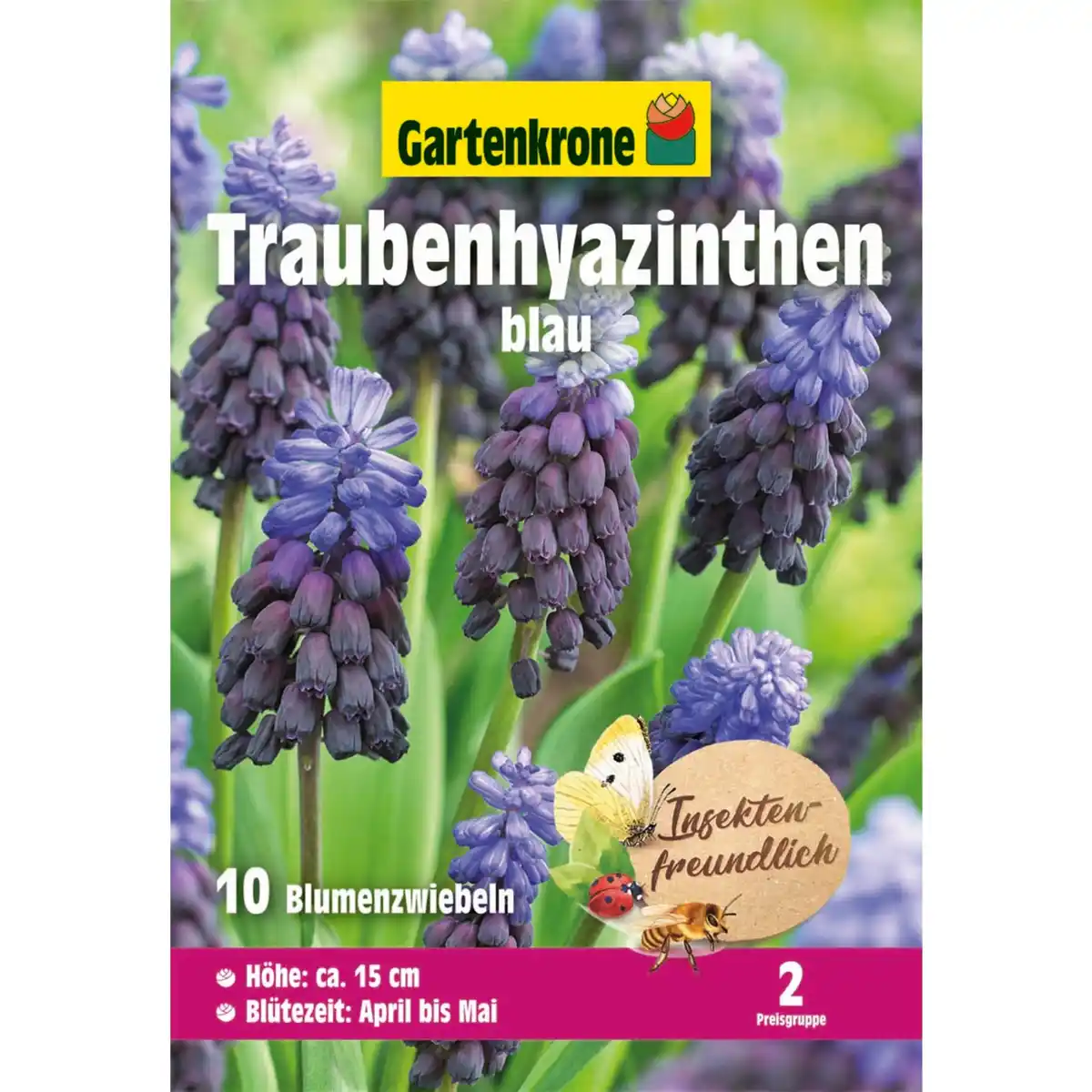 Bild 1 von Gartenkrone Blumenzwiebel »Traubenhyazinthen Muscari latifolium«, 10 Stück, blau