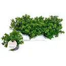 Bild 2 von Strauchveronica, winterhart, mehrjährig