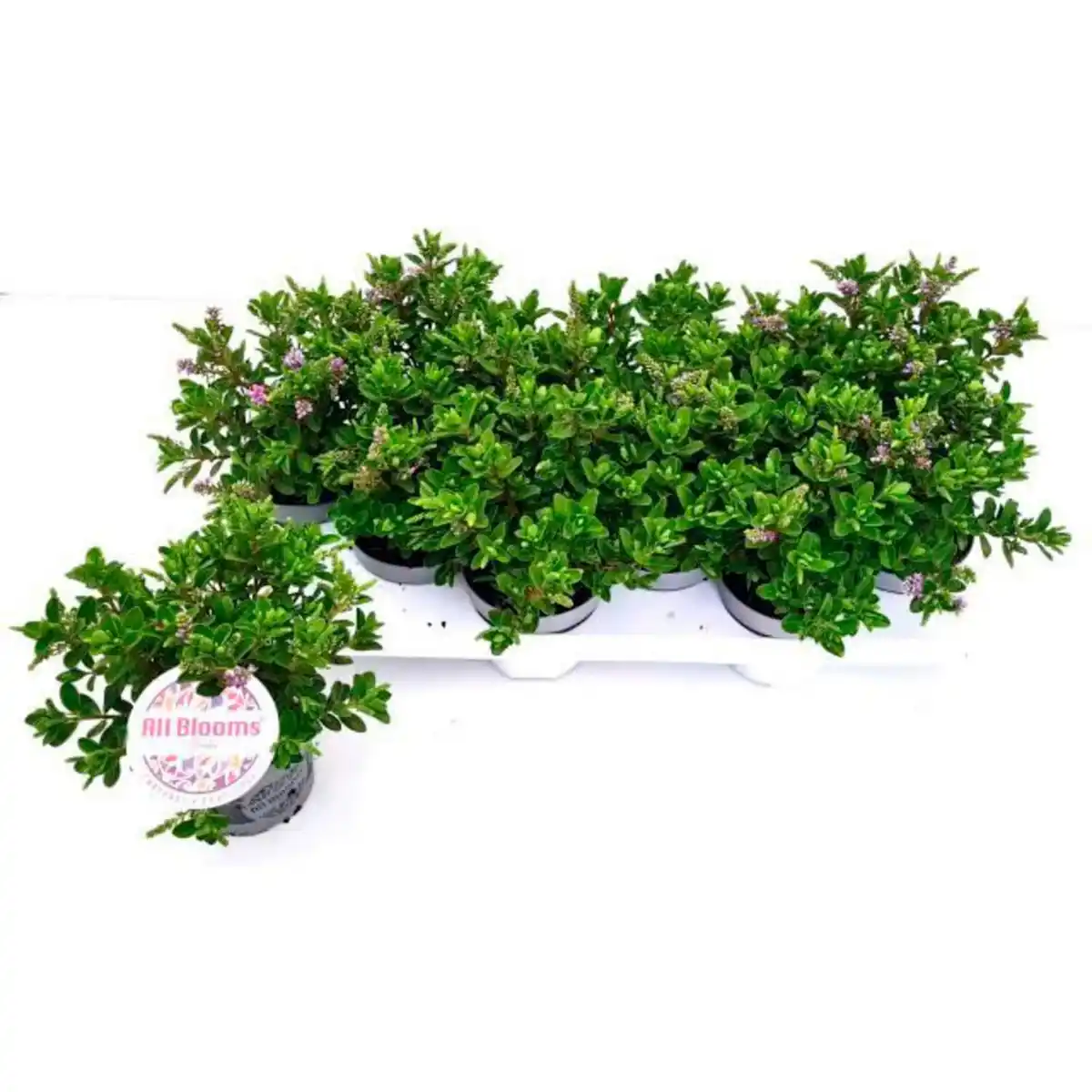 Bild 2 von Strauchveronica, winterhart, mehrjährig