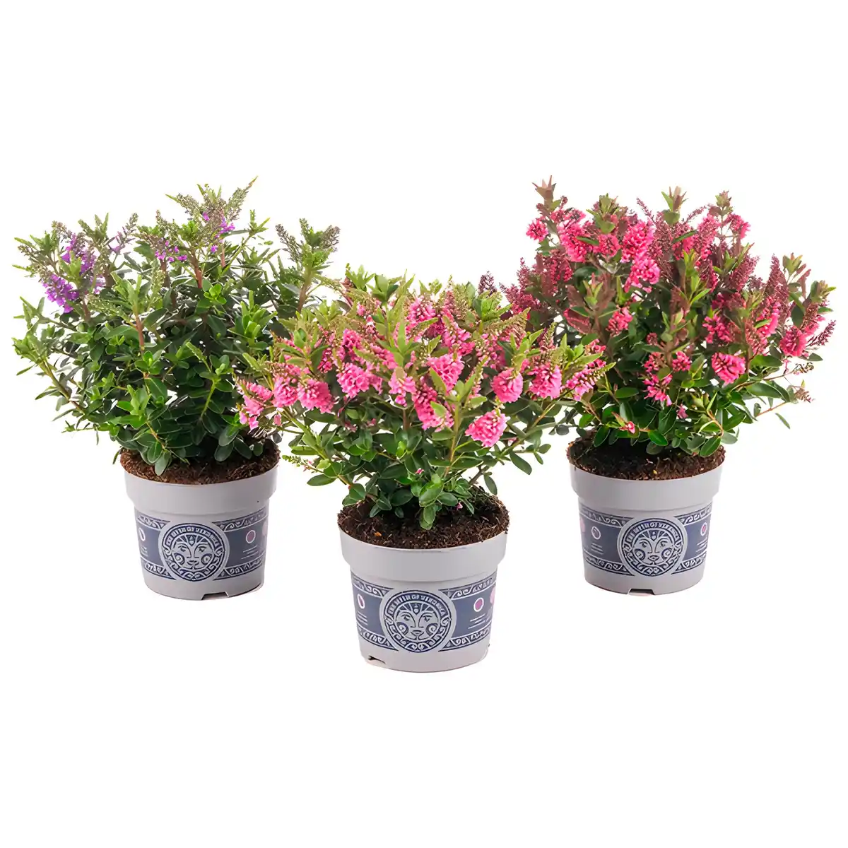 Bild 4 von Strauchveronica, winterhart, mehrjährig