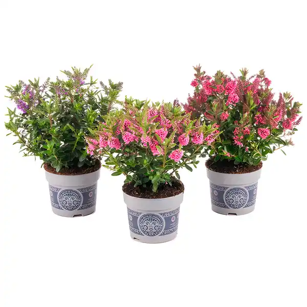 Bild 4 von Strauchveronica, winterhart, mehrjährig