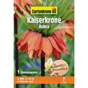 Gartenkrone Kaiserkrone »Rubra«, 1 Stück, orangerot