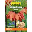 Bild 1 von Gartenkrone Kaiserkrone »Rubra«, 1 Stück, orangerot