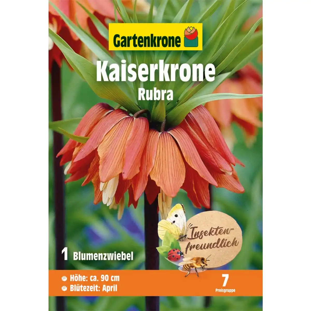 Bild 1 von Gartenkrone Kaiserkrone »Rubra«, 1 Stück, orangerot