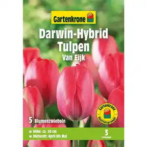 Gartenkrone Tulpen »Darwin-Hybrid Van Eijk«, 5 Stück, rosa