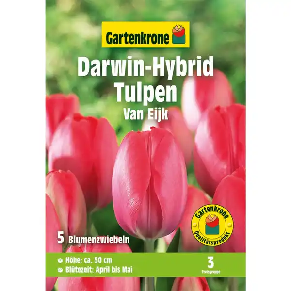 Bild 1 von Gartenkrone Tulpen »Darwin-Hybrid Van Eijk«, 5 Stück, rosa