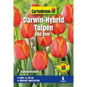 Gartenkrone Tulpe »Darwin-Hybrid Ad Rem«, 7 Stück, rot
