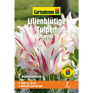 Gartenkrone Tulpen »Marylin«, 7 Stück, weiß mit rosa Flammung