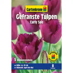 Gartenkrone Tulpe »Curly Sue«, 5 Blumenzwiebeln, lila, gefranst