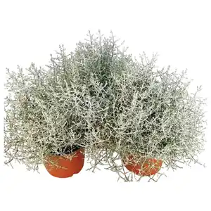 Stacheldrahtpflanze, Calocephalus brownii, max. Wuchshöhe: 20 cm, Blüte: gelb