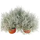 Bild 1 von Stacheldrahtpflanze, Calocephalus brownii, max. Wuchshöhe: 20 cm, Blüte: gelb