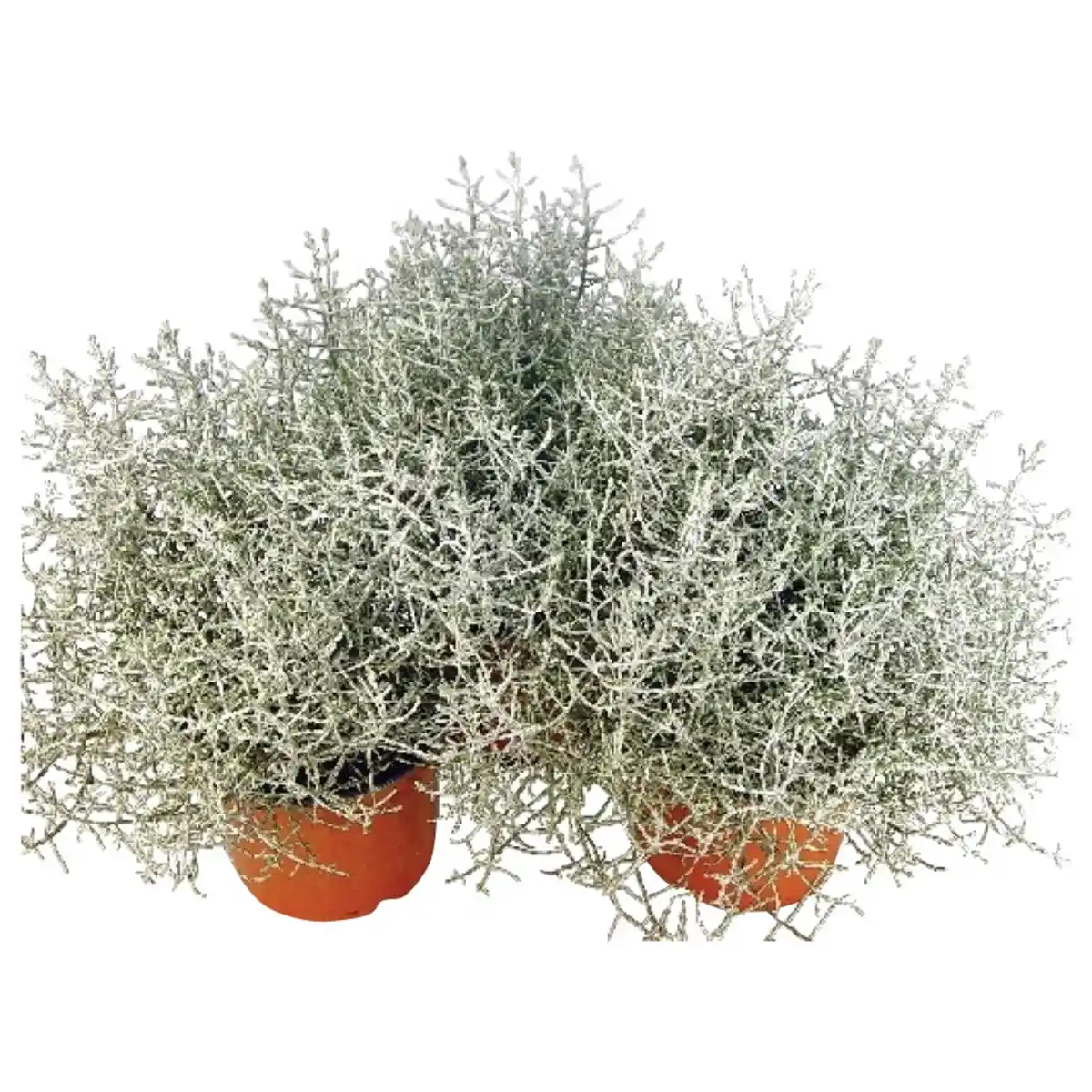 Bild 1 von Stacheldrahtpflanze, Calocephalus brownii, max. Wuchshöhe: 20 cm, Blüte: gelb