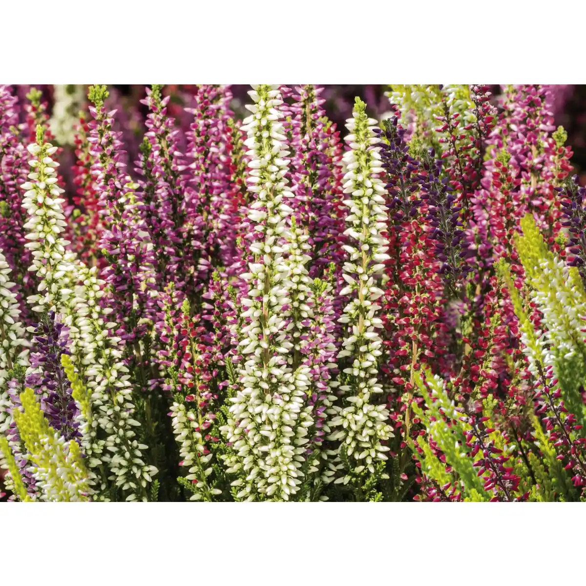 Bild 4 von Besenheide, Calluna vulgaris »High Five«, max. Wuchshöhe: 50 cm, Blüte: mehrfarbig