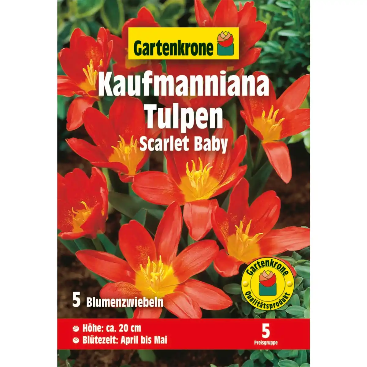 Bild 1 von Gartenkrone Tulpen, 5 Blumenzwiebeln, rot