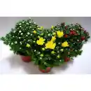 Bild 1 von Chrysantheme, Chrysanthemum multiflora, max. Wuchshöhe: 20 cm, Blüte: bunt
