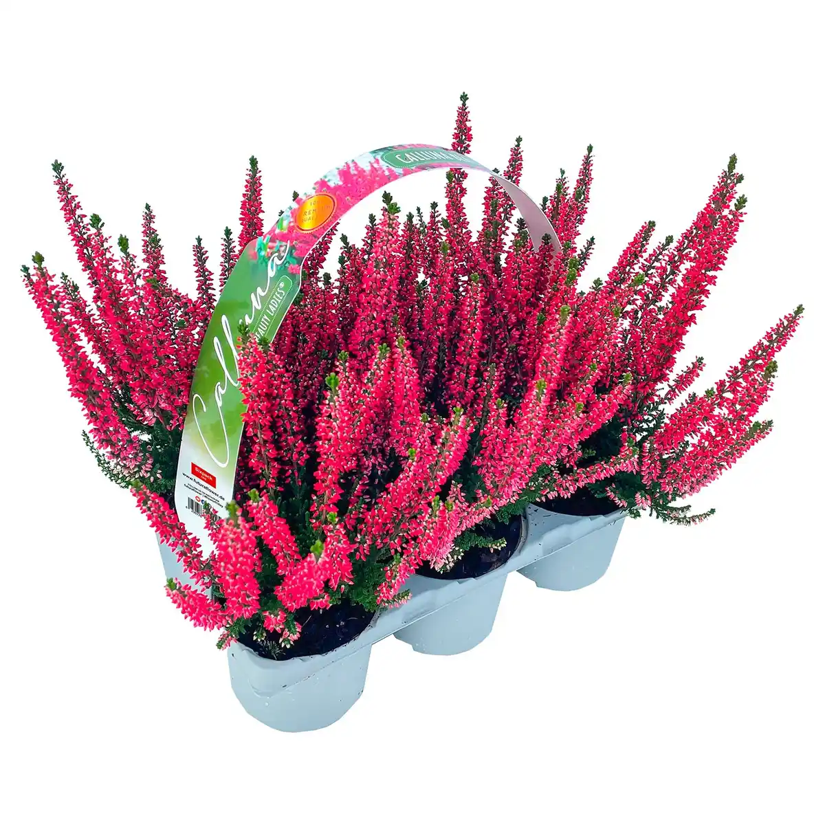 Bild 1 von GARDENLINE Callune Beauty Ladies, 6er-Tray