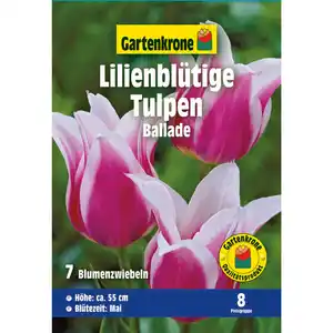 Gartenkrone Tulpen »Ballade«, 7 Stück, lila mit weißem Rand