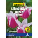 Bild 1 von Gartenkrone Tulpen »Ballade«, 7 Stück, lila mit weißem Rand