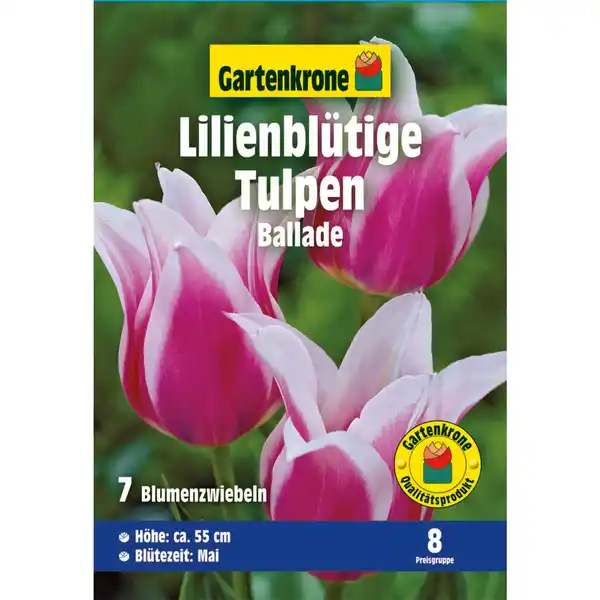 Bild 1 von Gartenkrone Tulpen »Ballade«, 7 Stück, lila mit weißem Rand