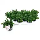 Bild 1 von Strauchveronica, winterhart, mehrjährig