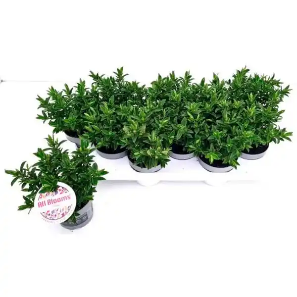 Bild 1 von Strauchveronica, winterhart, mehrjährig