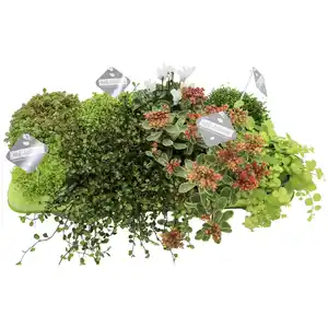 Gartenkrone Mischung Beet & Balkon, Herbstpflanzen grünlaubig, max. Wuchshöhe: 30 cm, Blüte: mehrfarbig