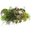 Bild 1 von Gartenkrone Mischung Beet & Balkon, Herbstpflanzen grünlaubig, max. Wuchshöhe: 30 cm, Blüte: mehrfarbig