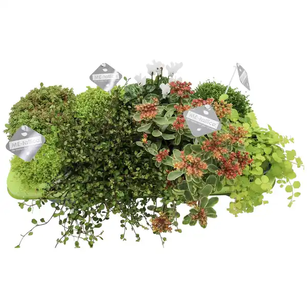 Bild 1 von Gartenkrone Mischung Beet & Balkon, Herbstpflanzen grünlaubig, max. Wuchshöhe: 30 cm, Blüte: mehrfarbig