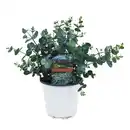 Bild 1 von Eukalyptus, Eucalyptus gunnii