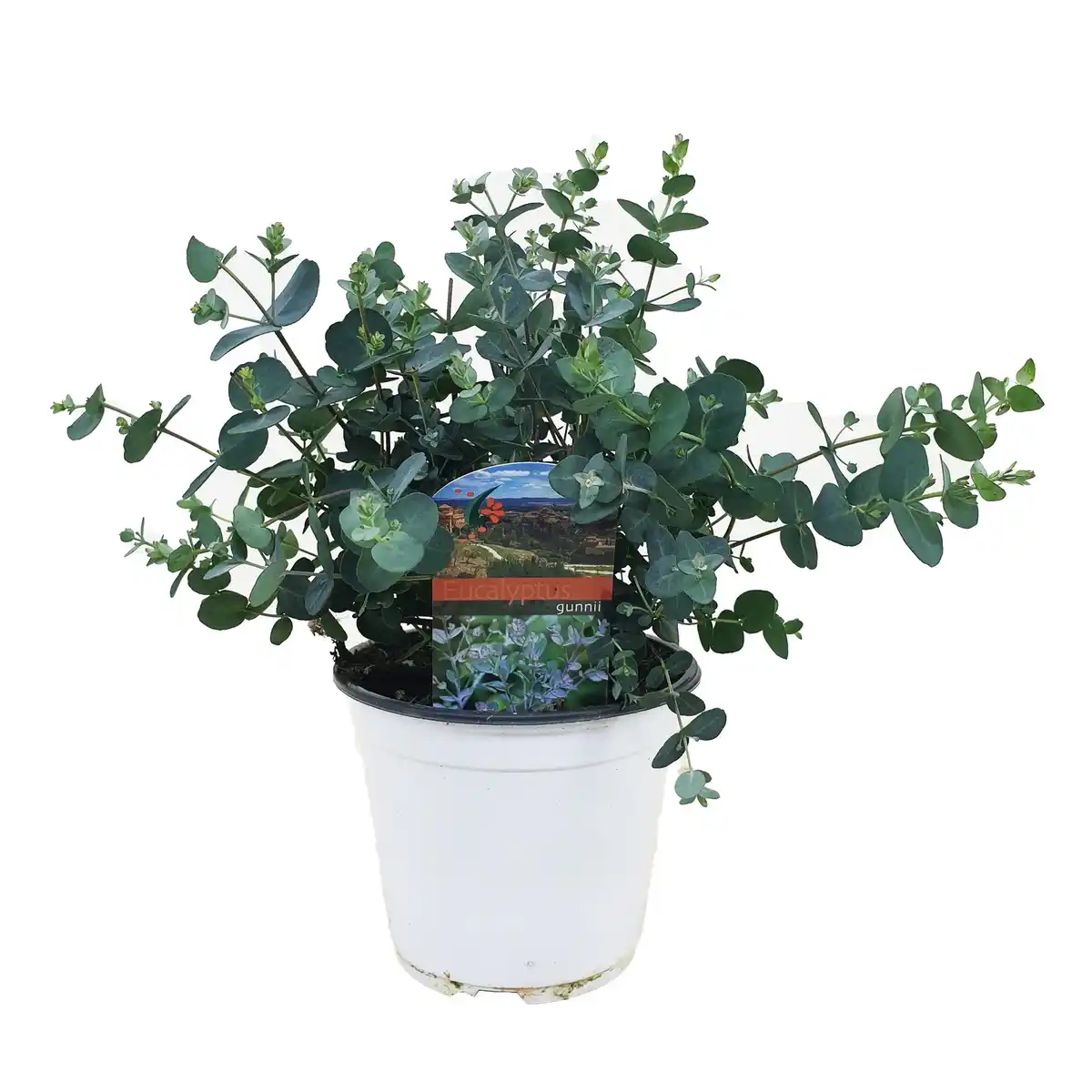 Bild 1 von Eukalyptus, Eucalyptus gunnii